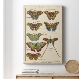 Histoire Naturelle Butterflies III - Canvas Art Print