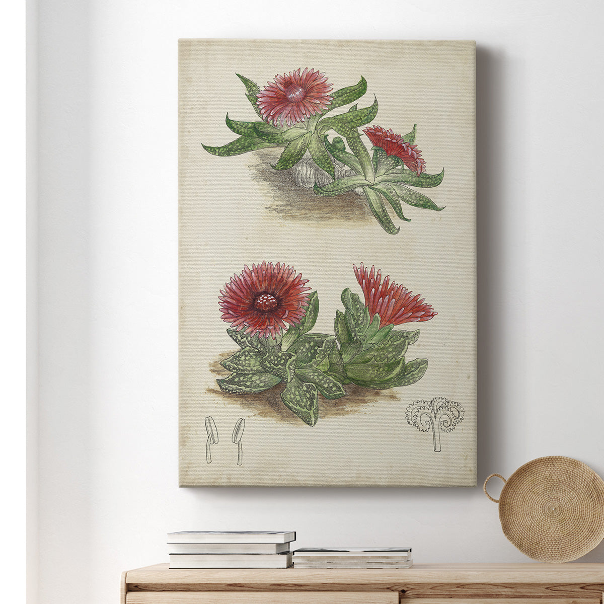 Antique Cactus V Premium Gallery Wrapped Canvas - Ready to Hang