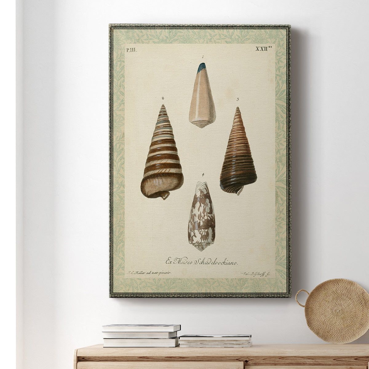 Bookplate Shells VI Premium Gallery Wrapped Canvas - Ready to Hang