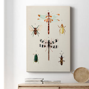 Insect Varieties II - Canvas Art Print