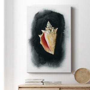 Conch on Black I - Canvas Art Print