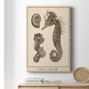 Seahorse Study II - Canvas Art Print