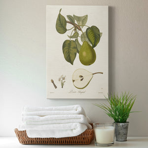 Vintage Pears VI Premium Gallery Wrapped Canvas - Ready to Hang
