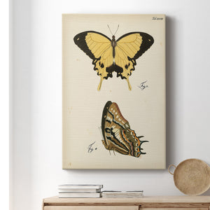 Butterfly Profile II - Canvas Art Print