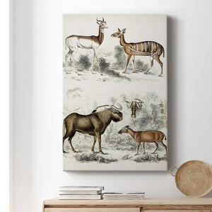 Journal of Natural History VI - Canvas Art Print