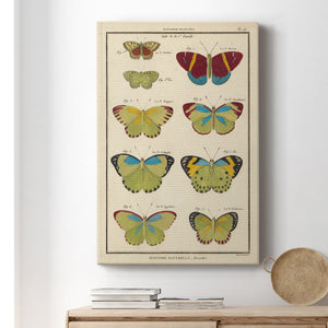 Histoire Naturelle Butterflies II - Canvas Art Print