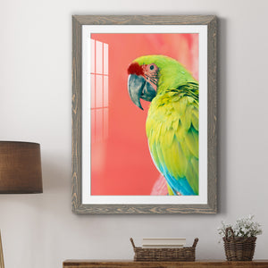 Green Macaw - Barnwood