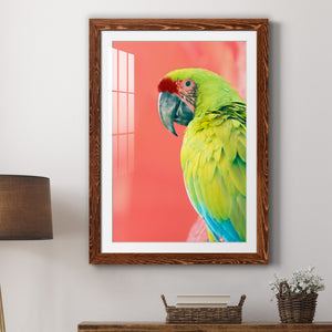 Green Macaw - Barnwood