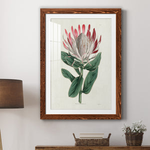 Protea N13 - Barnwood Framed Art Print