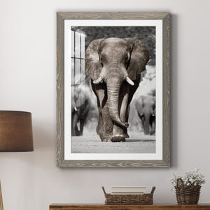 Botswana Patriarch - Barnwood Framed Art Print