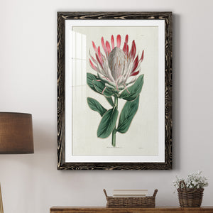 Protea N13 - Barnwood Framed Art Print