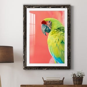 Green Macaw - Barnwood