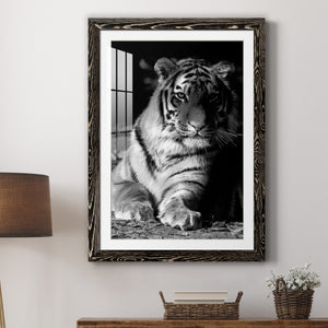 Tiger Repose - Barnwood Framed Art Print
