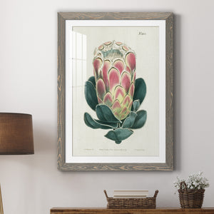 Protea N83 - Barnwood Framed Art Print