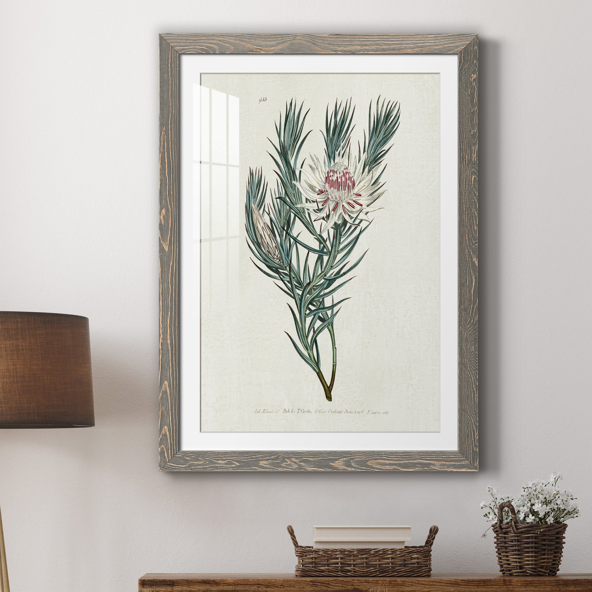 Protea N33 - Barnwood Framed Art Print
