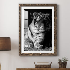 Tiger Repose - Barnwood Framed Art Print
