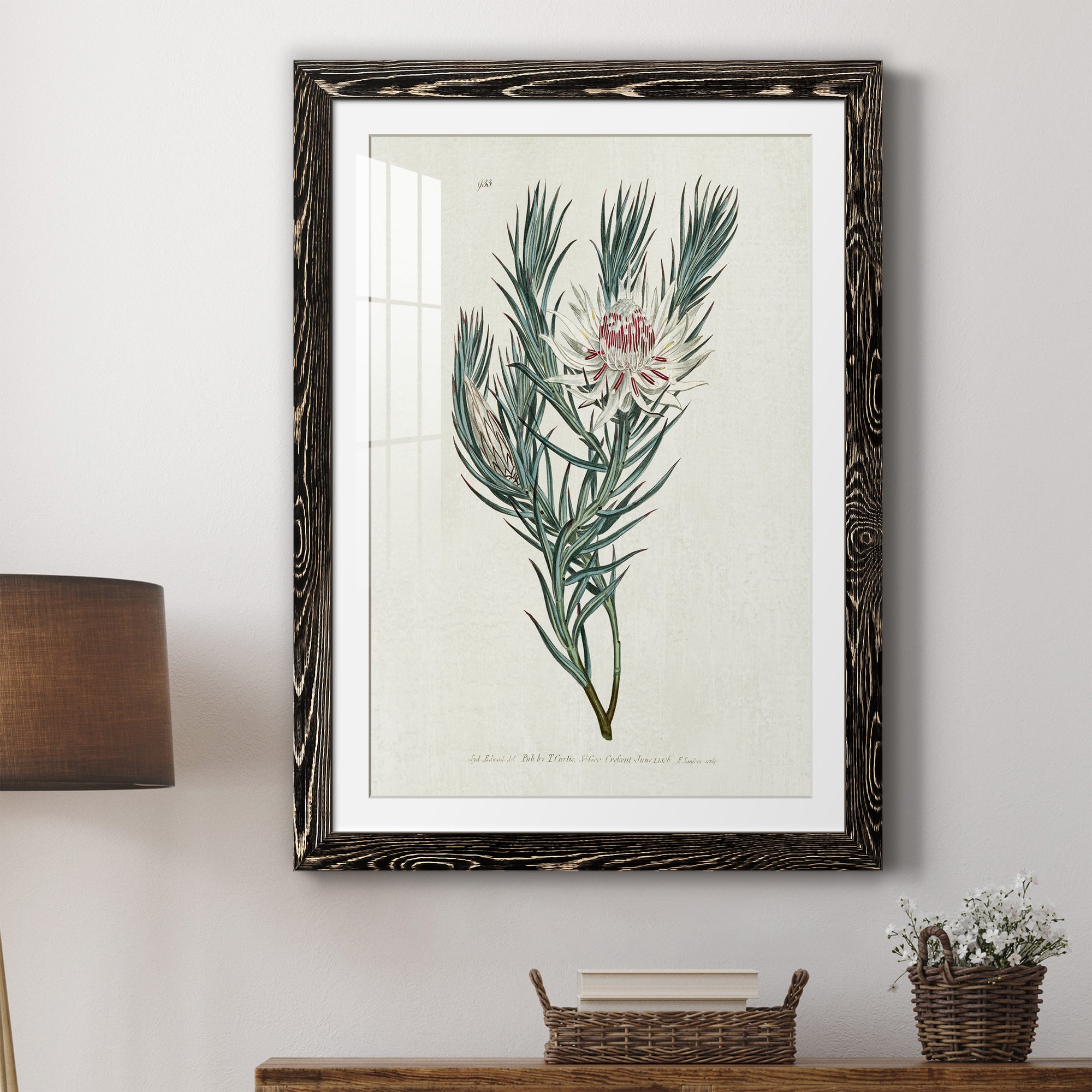 Protea N33 - Barnwood Framed Art Print
