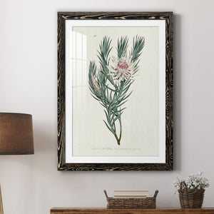 Protea N33 - Barnwood Framed Art Print