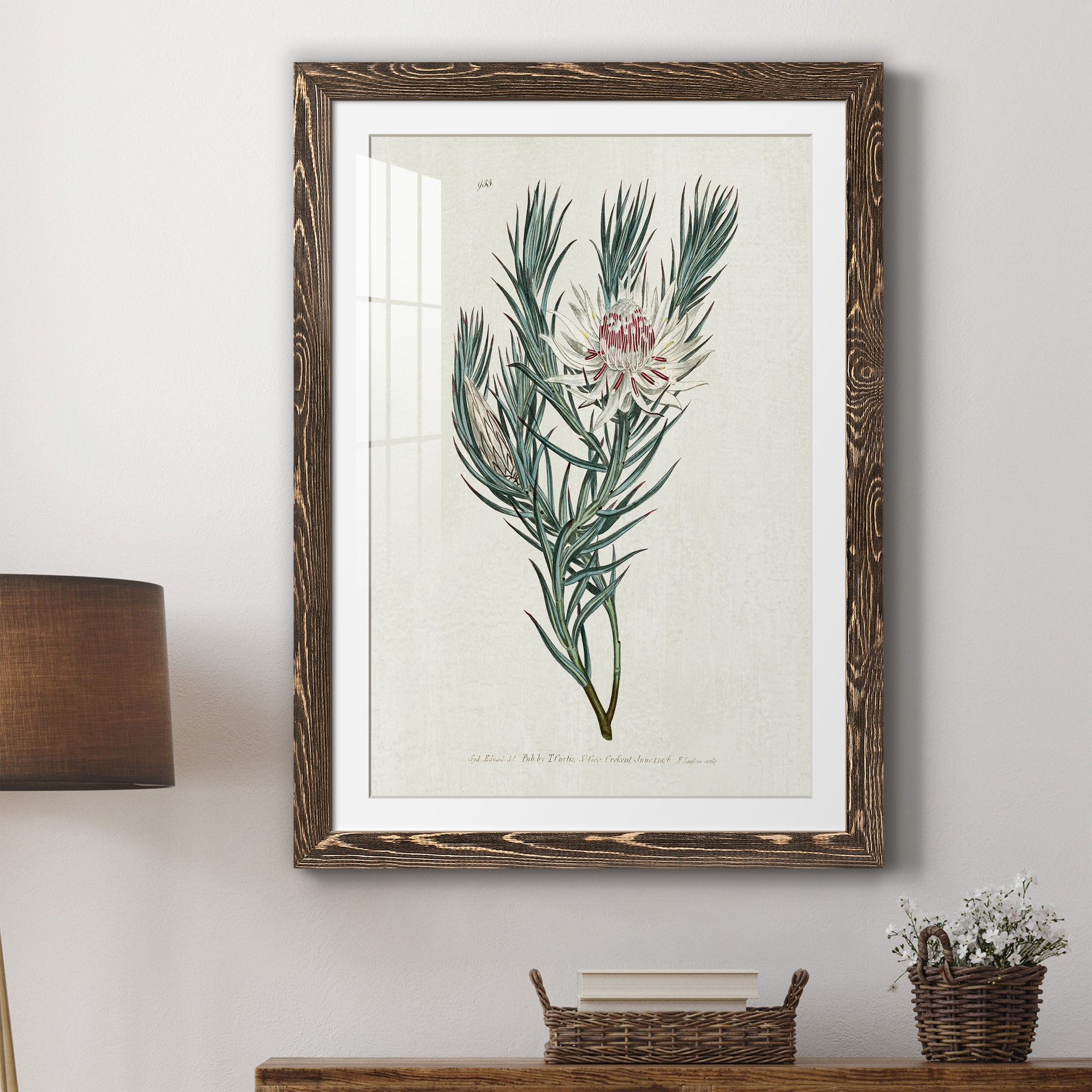 Protea N33 - Barnwood Framed Art Print