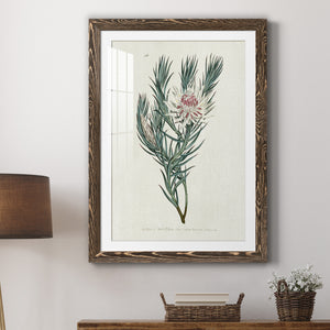 Protea N33 - Barnwood Framed Art Print