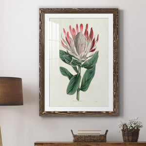Protea N13 - Barnwood Framed Art Print