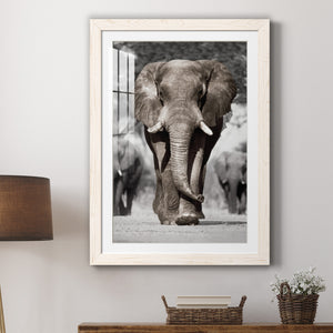 Botswana Patriarch - Barnwood Framed Art Print