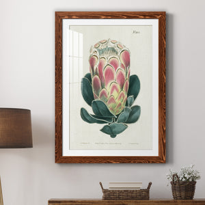 Protea N83 - Barnwood Framed Art Print