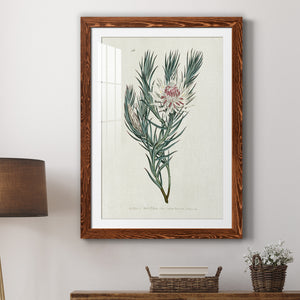 Protea N33 - Barnwood Framed Art Print