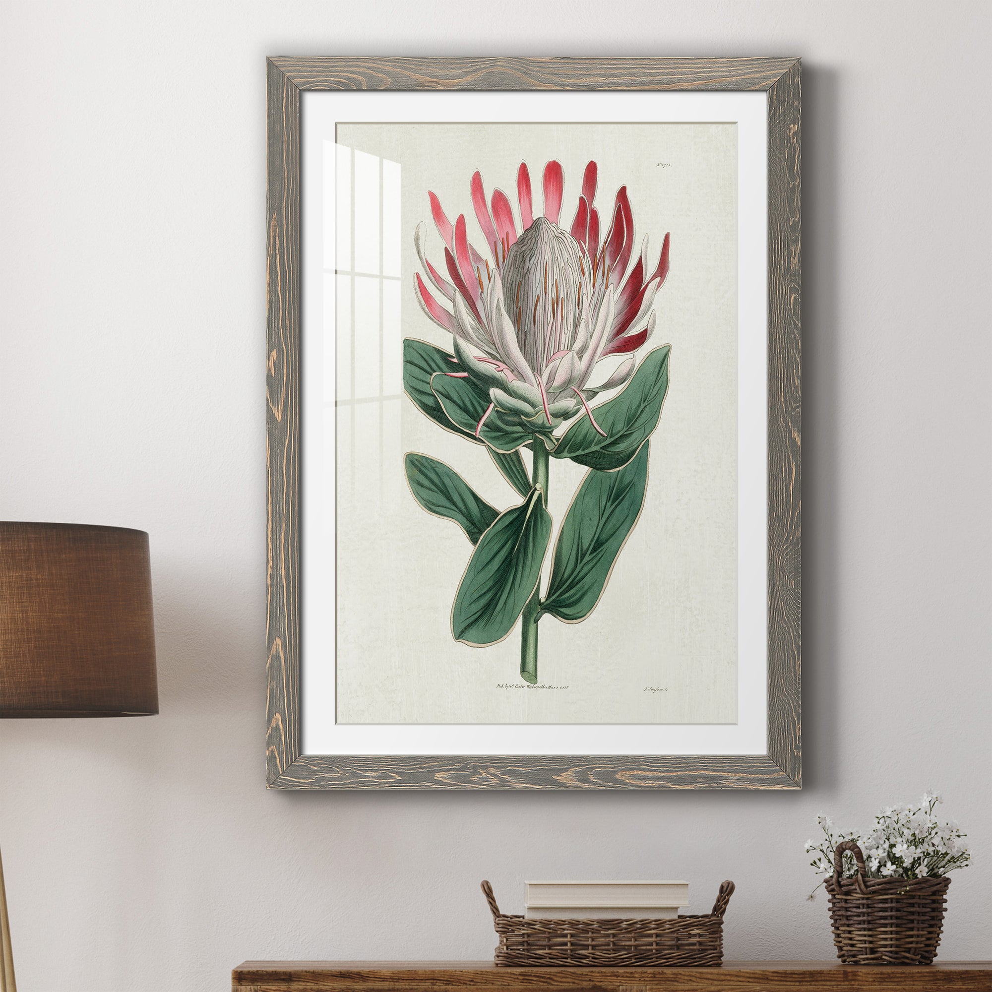 Protea N13 - Barnwood Framed Art Print