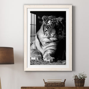 Tiger Repose - Barnwood Framed Art Print