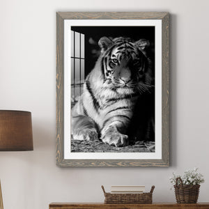 Tiger Repose - Barnwood Framed Art Print