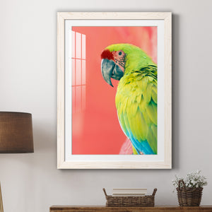 Green Macaw - Barnwood