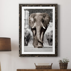 Botswana Patriarch - Barnwood Framed Art Print