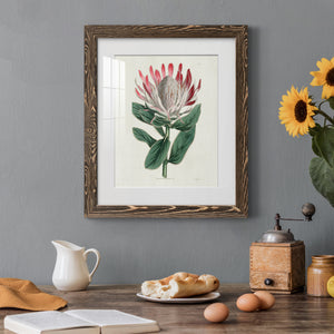 Protea N13 - Barnwood Framed Art Print