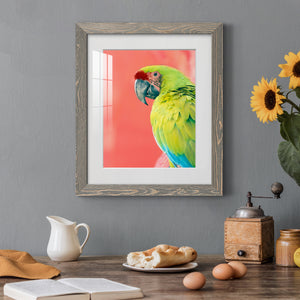 Green Macaw - Barnwood