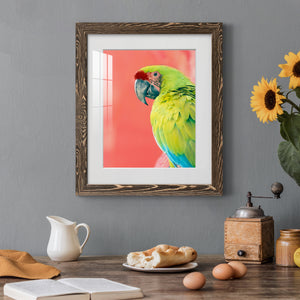 Green Macaw - Barnwood