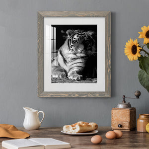 Tiger Repose - Barnwood Framed Art Print