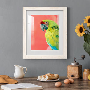 Green Macaw - Barnwood