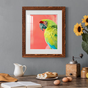 Green Macaw - Barnwood