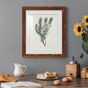 Protea N33 - Barnwood Framed Art Print
