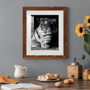 Tiger Repose - Barnwood Framed Art Print