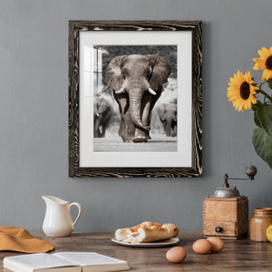 Botswana Patriarch - Barnwood Framed Art Print