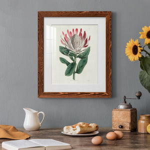 Protea N13 - Barnwood Framed Art Print