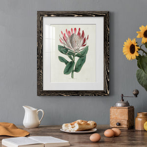 Protea N13 - Barnwood Framed Art Print