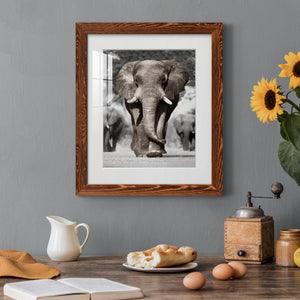Botswana Patriarch - Barnwood Framed Art Print