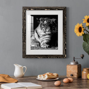 Tiger Repose - Barnwood Framed Art Print
