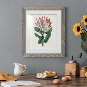 Protea N13 - Barnwood Framed Art Print