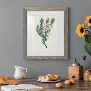 Protea N33 - Barnwood Framed Art Print