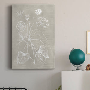 Botanical Schematic II Premium Gallery Wrapped Canvas - Ready to Hang