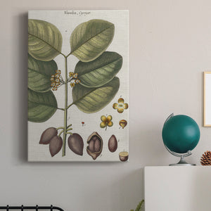 Exotic Botanique II - Canvas Art Print